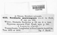 Sordaria macrospora image
